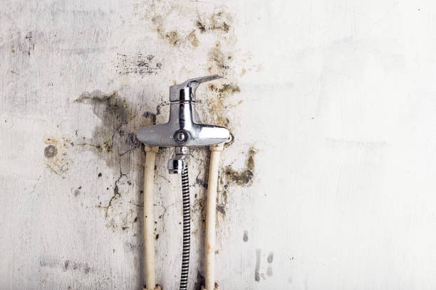Best Local Mold Removal Service  in Taylorsville, MS