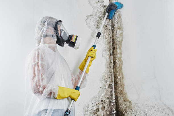 Best Crawl Space Mold Removal  in Taylorsville, MS