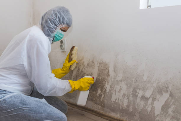 Mold Testing and Removal in Taylorsville, MS