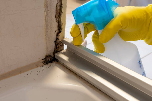 Best Home Mold Removal  in Taylorsville, MS