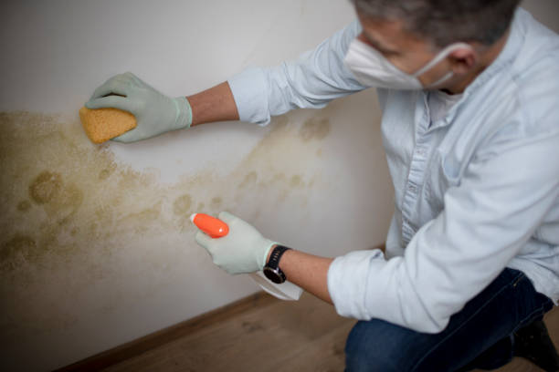 Best Mold Cleaning Services  in Taylorsville, MS