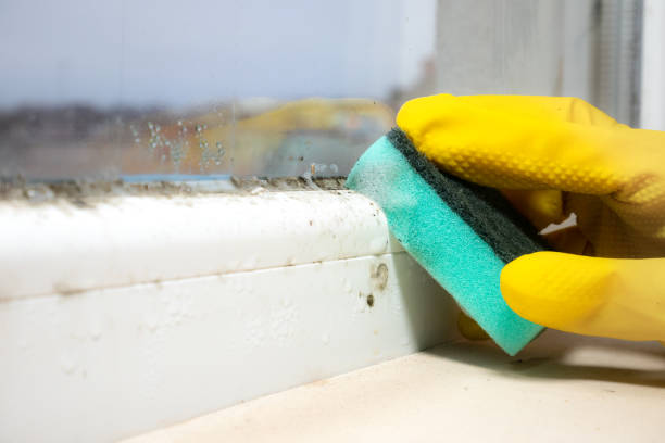 Mold Removal and Inspection in Taylorsville, MS