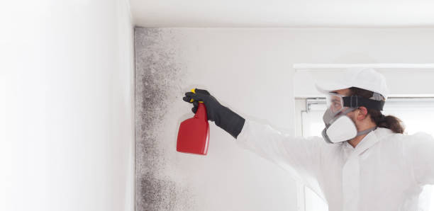 Best Commercial Mold Removal  in Taylorsville, MS